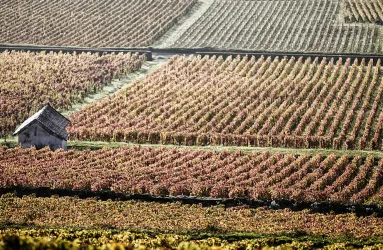 Weinberge im Herbst mit kleinem Steinhaus.