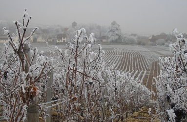 Burgund Guillon Winter