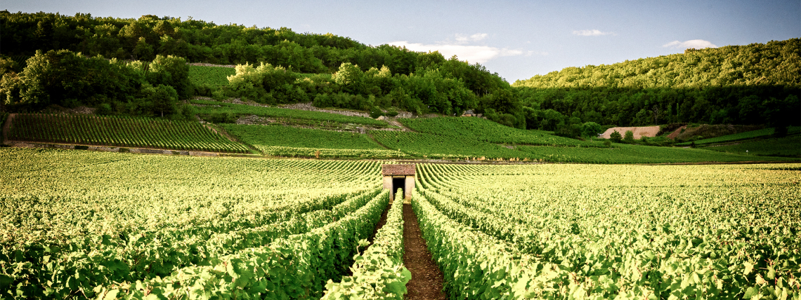 Weinberg mit grünen Reben, umgeben von bewaldeten Hügeln unter klarem Himmel.
