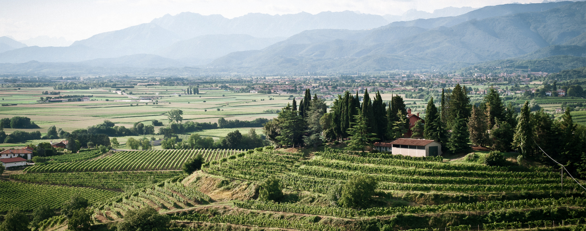 Panoramablick auf grüne Weinberge, Bäume und Berge im Hintergrund.