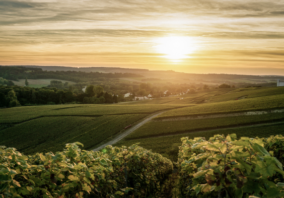 Grosse Champagner Impressionen 1