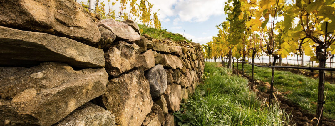 Steinmauer vor Weinreben unter blauem Himmel mit gelben Blättern.