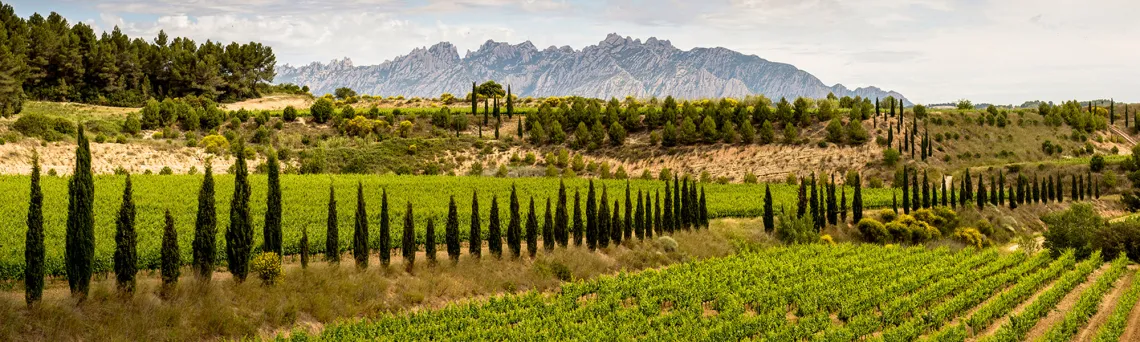 Weinberg mit Zypressen und Bergkulisse unter bewölktem Himmel.