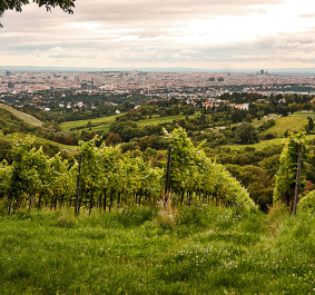Weinberge mit Blick auf eine weite Stadtlandschaft unter bewölktem Himmel.