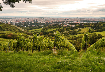 Weinberge mit Blick auf eine weite Stadtlandschaft unter bewölktem Himmel.