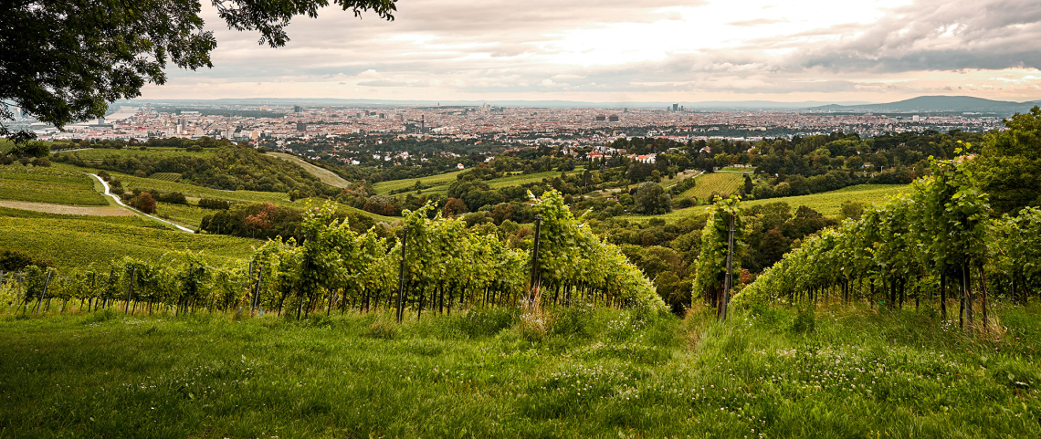 Mayer am Pfarrplatz header