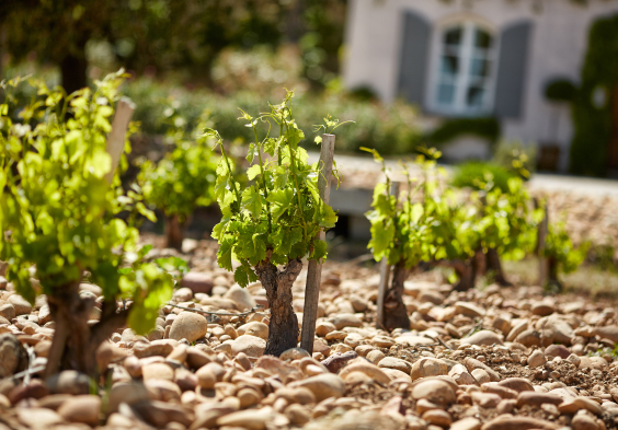 Rhone Beaucastel picture Le Printemps au Chateau de Beaucastel ©Serge Chapuis
