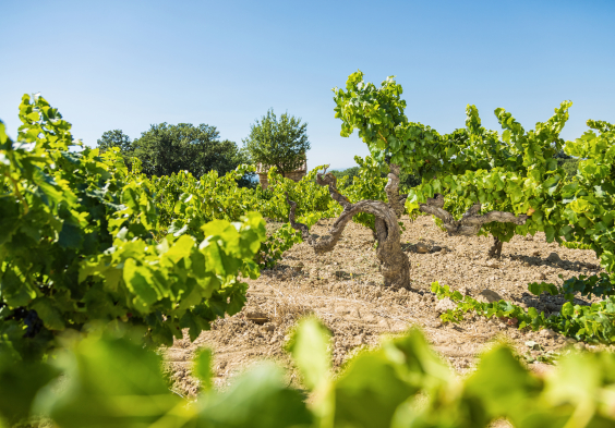 Rhone Perrin picture VIeilles Vignes Gigondas ©Philippe Martineau
