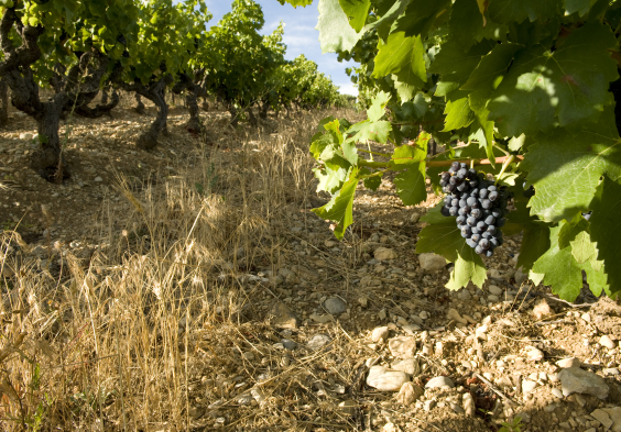 Rhone Vinsobres picture VCW7368 © Serge Chapuis