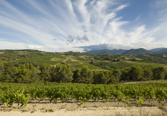 Rhone Vinsobres picture VCW7378 © Serge Chapuis