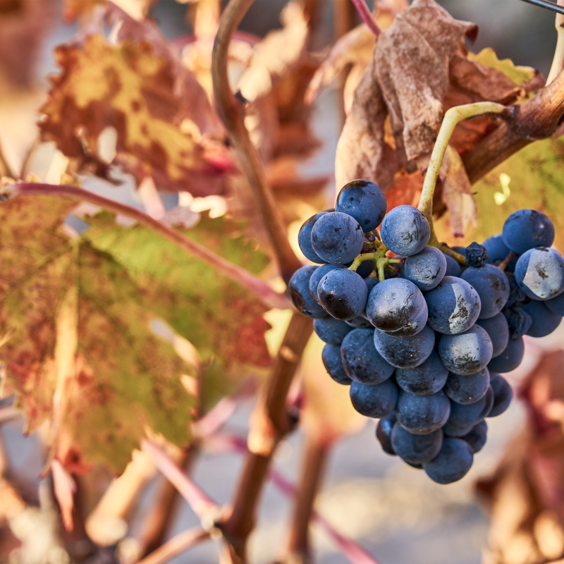 Rioja Tempranillo