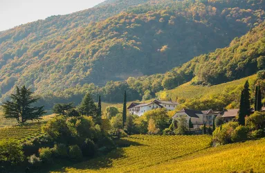 Grüne Weinberge und ein Haus vor bewaldeten Hügeln in herbstlichem Sonnenlicht.