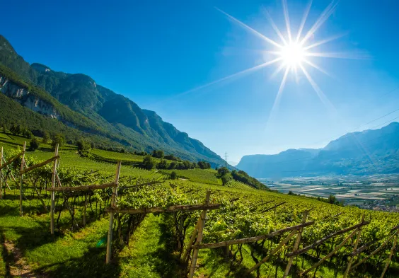 Suedtirol Mazon Sommer Landschaft Kirche Weinreihen 5139