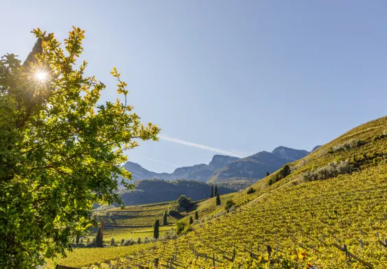 Suedtirol TW Lageder 7572