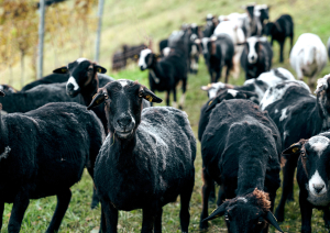 Tiere im Weingarten header 2
