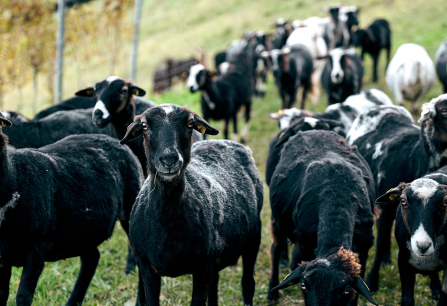 Tiere im Weingarten header 2