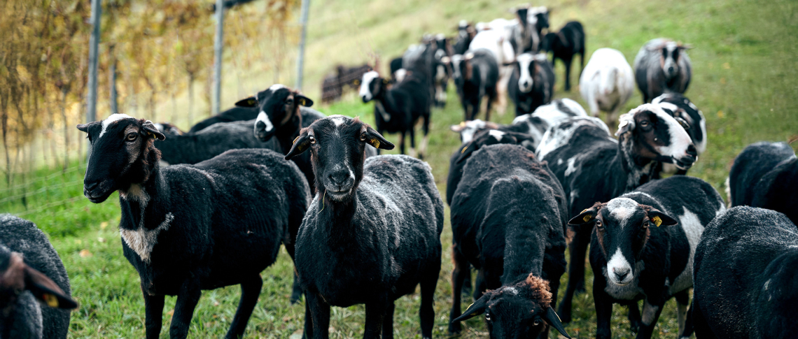 Tiere im Weingarten header 2