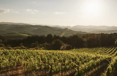 Weinberg bei Sonnenuntergang mit Blick auf sanfte Hügel und klare Himmel.