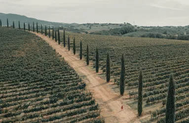 Zypressen gesäumter Weg durch weite, grüne Weinberge, sanfte Hügel im Hintergrund.