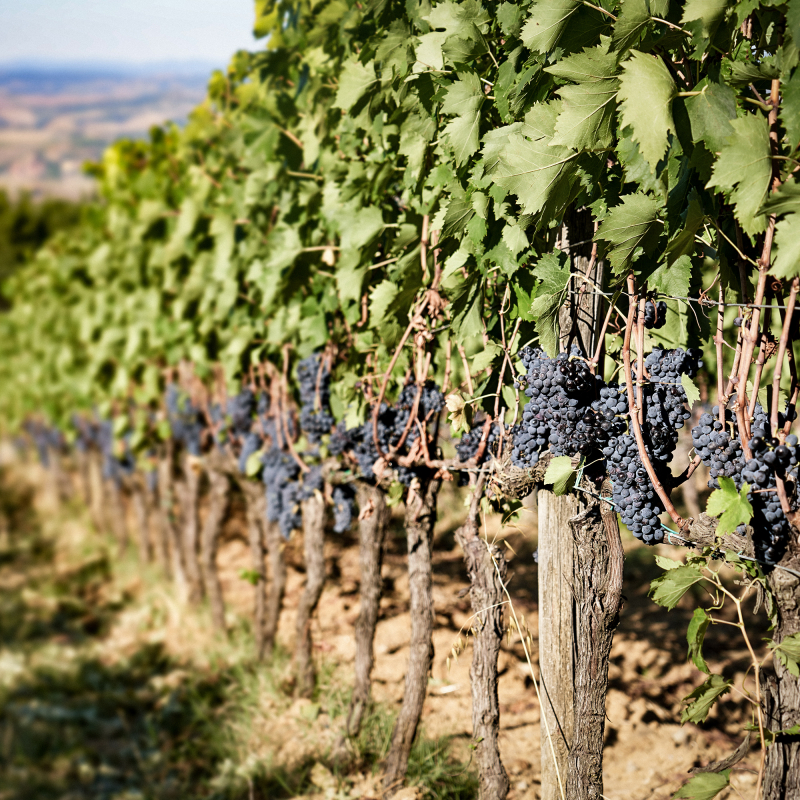 Toskana Sangiovese