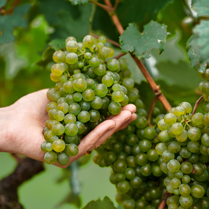 Weinjahrgang 2022
