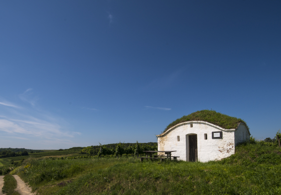 Weinviertel (11)