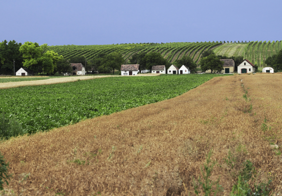 Weinviertel (2)
