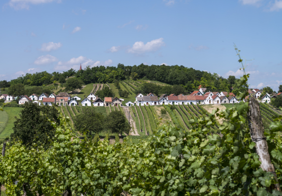 Weinviertel (6)