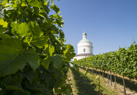 Weinviertel (8)
