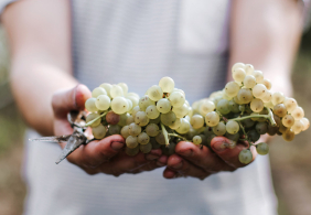 Person hält frische, helle Weintrauben im Freien.