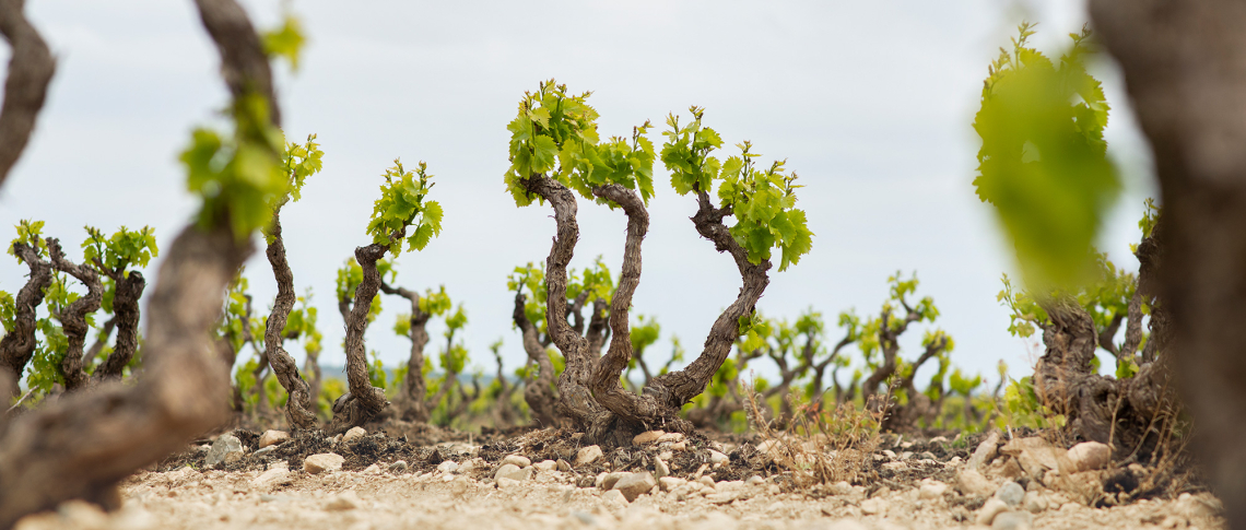 Korkenzieherförmige Weinreben mit frischen grünen Blättern auf steinigem Boden.