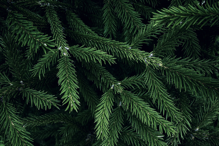 Nahaufnahme von üppigen, grünen Tannenzweigen mit dichter Nadelstruktur.