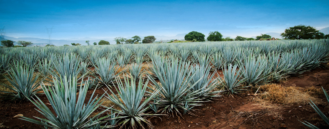 agave mezcal header