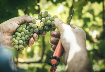 Hände mit Schere schneiden grüne Trauben im Weinberg.