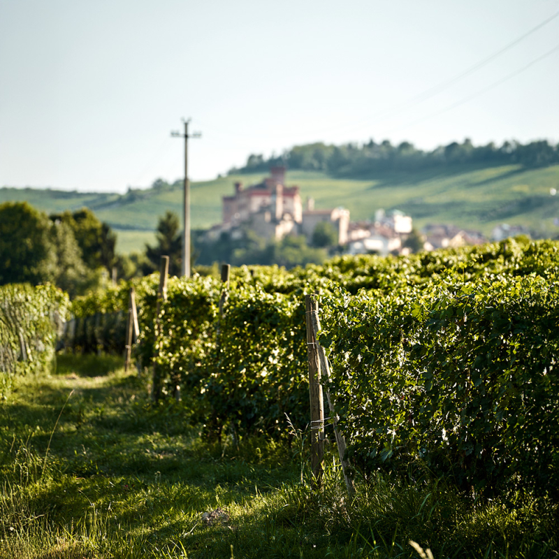 barolo teaser