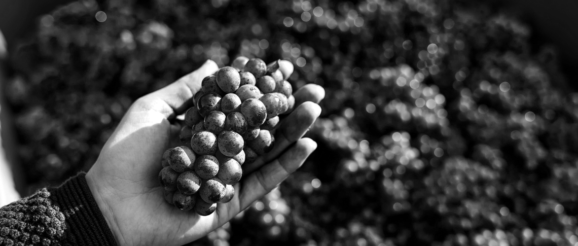 biodynamie fine wine mai 2024 header