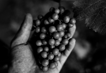 biodynamie fine wine mai 2024 teaser