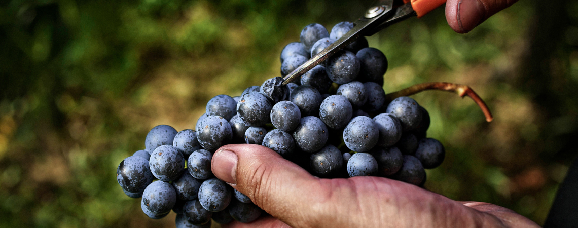 blaufraenkisch traube handlese
