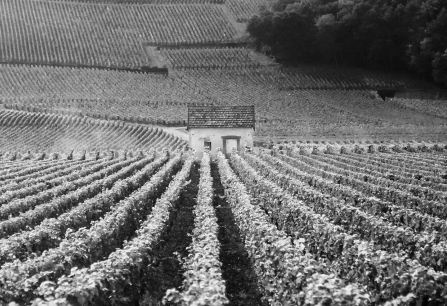 burgund fine wine header 2023