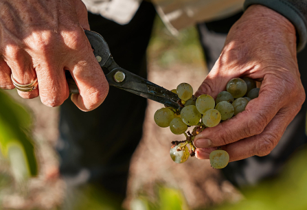 chardonnay header 2024