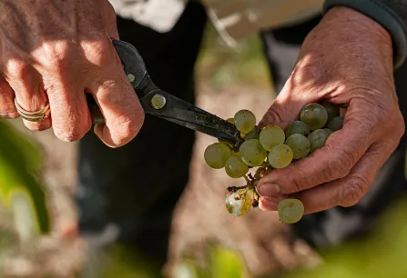 Hände beim Ernten von grünen Trauben mit einer Schere im Weinberg.