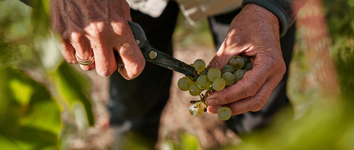 chardonnay header 2024
