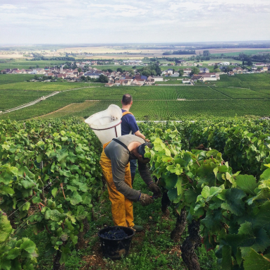 Zwei Arbeiter bei der Weinlese in einem weitläufigen Weinberg.
