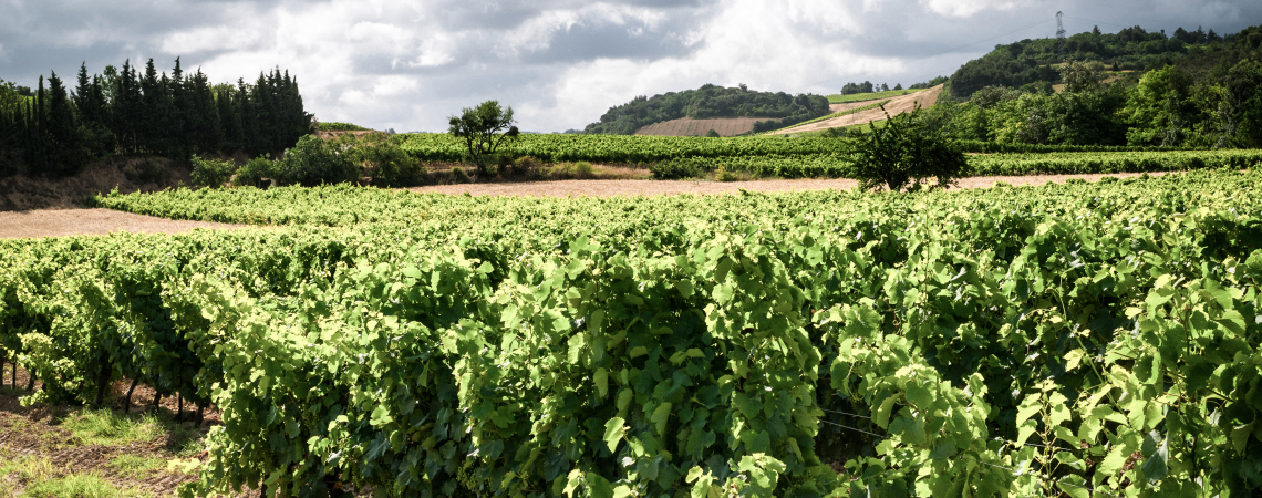cremant limoux