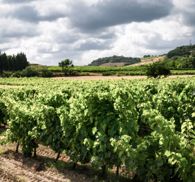 cremant limoux