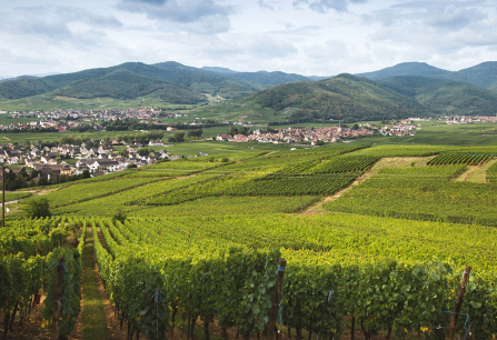 elsass entstaubt header