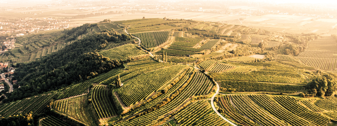 Luftaufnahme von weitläufigen, sonnenbeschienenen Weinbergen und hügeliger Landschaft.