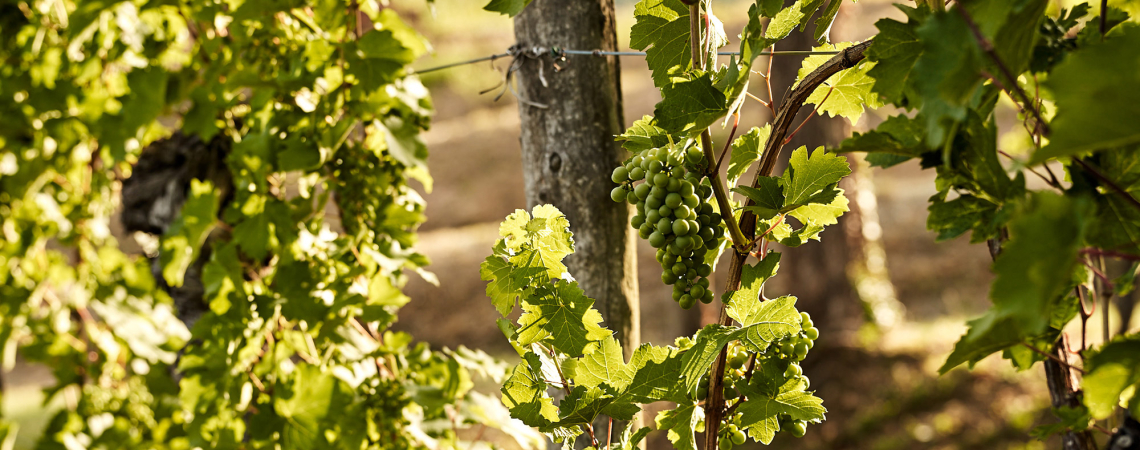 friulano header