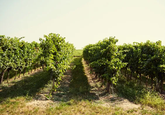 gesellmann weingarten 2