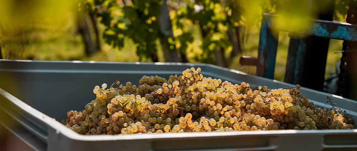gruener veltliner header november 2022